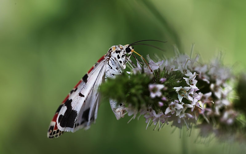 Nature photographer Marrakech